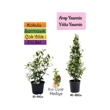 Kokulu Arap Yasemini+yıldız Yasemin Fidanı+buz Çiçeği 3'lü Peyzaj Seti