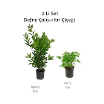 Defne Çalısı + Itır Çiçeği 2'li Set Gül Damlası Dış Mekan Bitkisi