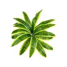 Yapay Çiçek Dracaena Massengena Yaprağı Demeti 12 Yapraklı 40x50C