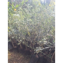 Sofralık Gemlik Zeytin Fidanı 1 Adet Tüplü 40-65cm Bol Verimli