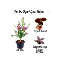 Pembe Oya Ağacı Fidanı 1 Adet Saksılı+yaprak Güzeli-telgraf Çiçeği Hediyeli