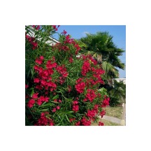 Ada Tarım Tüplü Kırmızı Zakkum Çiçegi Fidanı 2 Yaş (80cm)