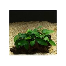 Anubias Barteri Var 5-6 Yapraklı Kök Canlı Bitki