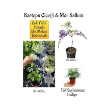 Kokulu Kartopu Çiçeği+mor Salkım Ağacı Fidanı Tül Kuşkonmaz Peyzaj Seti