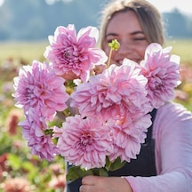 Xxl İri Çiçekli Lavender Perfection Dahlia Yıldız Çiçeği Soğanı Yumrusu 1 Adet