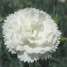 Chabaud Beyaz Karanfil Çiçeği Tohumu 70 Adet