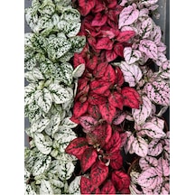Kırmızı Hostes Çiçeği 1 Adet Saksılı Red Hypoestes 10-20cm