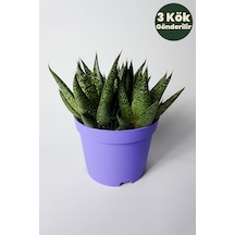 Gasteria Sukulent 3 Kök Canlı Dekoratif Ev Bitkisi Kolay Bakı