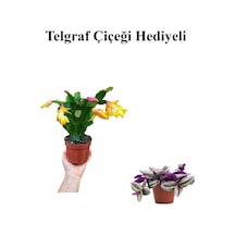 Hediyelik Sarı Renk Yılbaşı Çiçeği Sevgililer Gününe Özel Kurdele Çiçeği Hediyeli