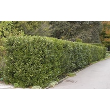 Defne - Laurus Nobilis L. 20 Adet