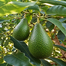 Avokado 5 Kg Anamur