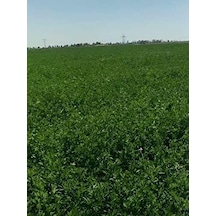 Erdem Garden Yüksek Boylu Kaplamalı Elçi Yonca Tohumu 1 Kg