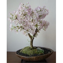 Dashing Look Beyaz Çiçekli Bahardalı Bonsai Ağacı Tohumu-10 Adet Th-2022dshnglkthm085