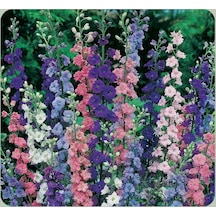 Saray Çiçeği Tohumu Karışık Renkler 100+ Tohum N111973