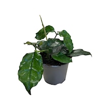 Hoya Villosa Mum Çiçeği Ø12 Cm Y15-20 Cm