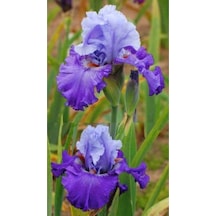 2 Adet Cornflower Renk Iris Süsen Germenica Çiçek Soğanı
