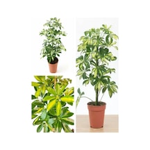 Videolu Harika Görünüm Tek Dal Alacalı Şeflera Çiçeği 40-90 Cm Saksılı Iç Mekan Bitk Schefflera