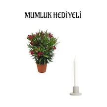 Kırmızı Renk Bodur Zakkum Fidanı Sevgilier Gününe Özel Mumluk Hediyeli