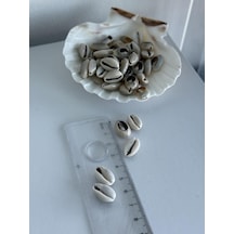 160 Adet Deniz Kabugu/kesik Anullus/tazı Boncugu / 1-2 Cm Diğer