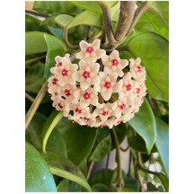 Videolu Beyaz Renk Mum Çiçeği Hoya Carnosa Kokulu 1.kalite 10-20cm