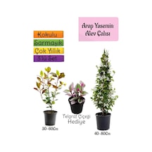 Mis Kokulu Arap Yasemini+alev Çalısı Fidanı+telgraf Çiçeği 3'lü Set