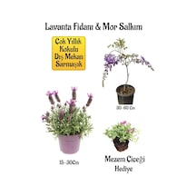 Yoğun Kokulu Lavanta+kokulu Mor Salkım Ağacı Fidanı Mezem Çiçeği Bahçe Seti