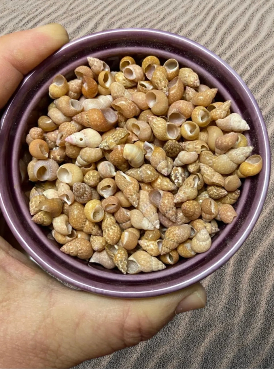 Gerçek Deniz Kabuğu - Orange Somnium - Deliksiz - 40gr. Ort. 150 Adet