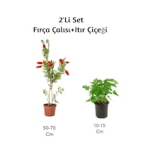 Fırça Çalısı+ Itır Çiçeği Gül Damlası 2'li Set Dış Mekan Bitkisi