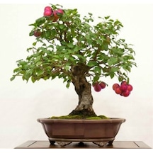 Erik Bonzai Ağacı Tohumu 2 Adet Bonsai Ağacı Tohumu