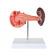 Pankreas, Duodenum Ve Dalak Modeli, Gerçek Boyut