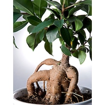 Videolu Ginseng Bonsai 1 Adet Saksılı 40-60 Cm Iç Mekan Salon Ofis Bitkisi Ficus Microcarpa