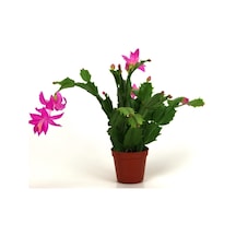 Serada Decor & Plant Yılbaşı Çiçeği,yılbaşı Kaktüsü,fuşya Koyu Pembe 7 Cm Saksıda Canlı