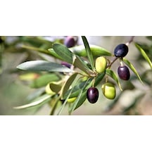 Gemlik - Trilye Zeytin Fidanı Tüplü Ve Aşılı 3 Yaş 3 Adet