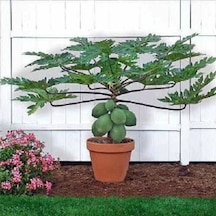 Bodur Papaya Ağacı Tohumu 3 Tohum + Tohum