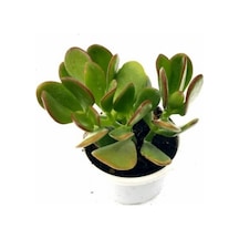 Crassula Şans Para Çiçeği Zenginlik Çiçeği Fidanı 10-20 Cm
