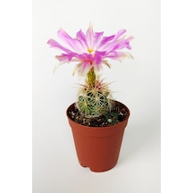 Thelocactus Bicolor Özel Tür Kaktüs 5.5 Cm Saksıda