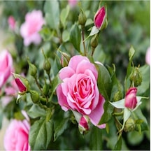Isparta Gülü Fidanı Rosa Damascena 10-20 Cm