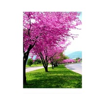 Tüplü Erguvan Fidanı 40/60 Cm