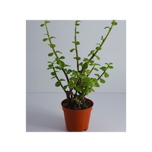 Ovata Yeşim Para Çiçeği Fidanı 10-20 Cm