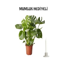 Öğretmenler Günü Hediyesi Deve Tabanı Bitkisi Mumluk Hediyeli Ofis Bitkisi