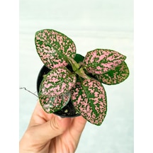 Saksıda Pembe Hypoestes Bitkis Hostes Fittonia Çiçeği