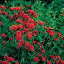10 Adet Red Tassel Aster Tohumu