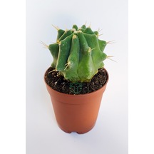 Ferocactus Glaucescens Kuraklığa Dayanıklı Bitki Özel Tür Katküs