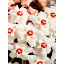 Videolu Beyaz Hoya-mum Çiçeği 1 Adet Saksılı 10-20 Cm Iç Mekan Ofis Bitkisi White Hoya