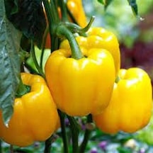50 Adet Tohum Nadir Sarı Tatlı Dolmalık Dolma Biber Tohumu Organi