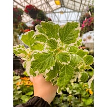 Plectranthus Forsteri Adaçayı Kokulu Bitki Sarkıcı Tür Saksılı