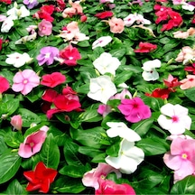 Videolu 10'lu Karışık Renk Rozet Çiçeği Fidanı 15-25 Cm Saksılı Çiçekli Bodur Catharanthus Roseus