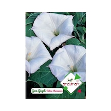 Gece Güzeli Tohumu Datura Stramonium 15 Adet