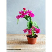 Videolu Koyu Pembe Begonvil 30 60 Cm 1 Adet Saksılı Çiçekli Bahçe Teras Bitkisi Bougainvillea