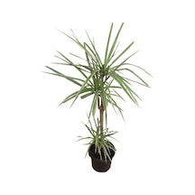Dracena Marginata Bicolor (2 Kök 100 Cm Uzunluğunda)